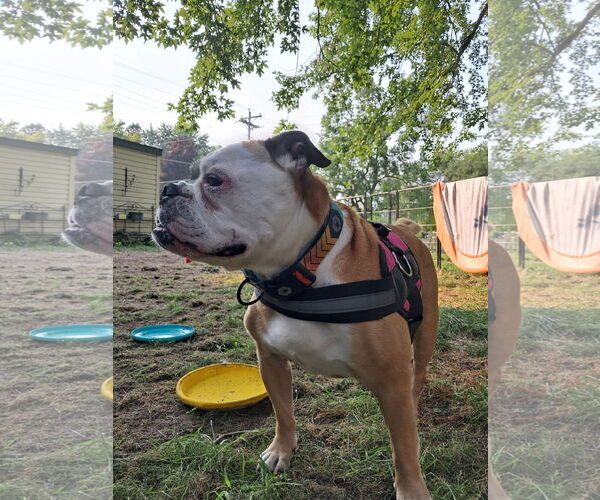 Medium Photo #2 Bulldog Puppy For Sale in Princeton, MN, USA