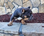 Puppy 8 American Bully