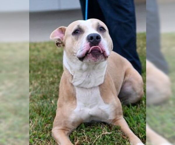 Medium Photo #4 American Pit Bull Terrier Puppy For Sale in Glen Allen, VA, USA