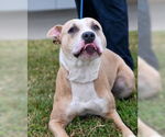 Small #3 American Pit Bull Terrier