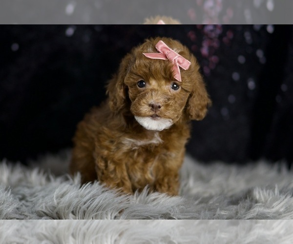 Medium Photo #96 Poodle (Miniature) Puppy For Sale in WARSAW, IN, USA