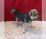 Small #3 Morkie
