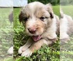 Small #1 Australian Shepherd