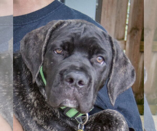 Medium Photo #4 Mutt Puppy For Sale in Huntley, IL, USA