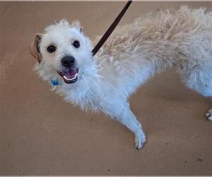 Mutt Dogs for adoption in Chula Vista, CA, USA