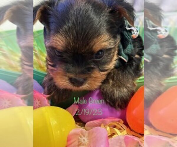 Medium Photo #8 Yorkshire Terrier Puppy For Sale in SACRAMENTO, CA, USA