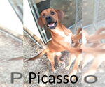 Small #6 Mountain Cur Mix