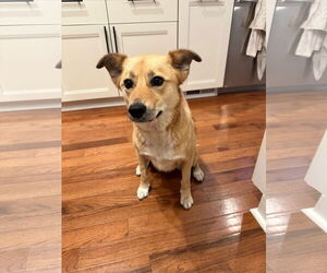 German Shepherd Dog-Unknown Mix Dogs for adoption in Farmington, MN, USA