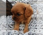 Small Photo #2 Cavalier King Charles Spaniel Puppy For Sale in CARLISLE, KY, USA