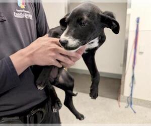 Labrador Retriever-Unknown Mix Dogs for adoption in Houston, TX, USA