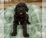 Small Photo #30 Goldendoodle Puppy For Sale in GREENBRIER, AR, USA