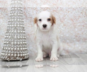 Cavapoo Puppy for sale in MARIETTA, GA, USA