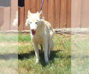 Siberian Husky-Unknown Mix Dogs for adoption in Wetumpka, AL, USA