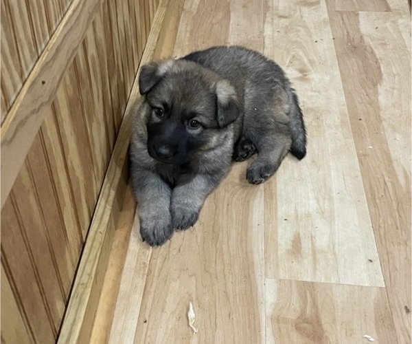 Medium Photo #1 German Shepherd Dog Puppy For Sale in MADISON HEIGHTS, VA, USA