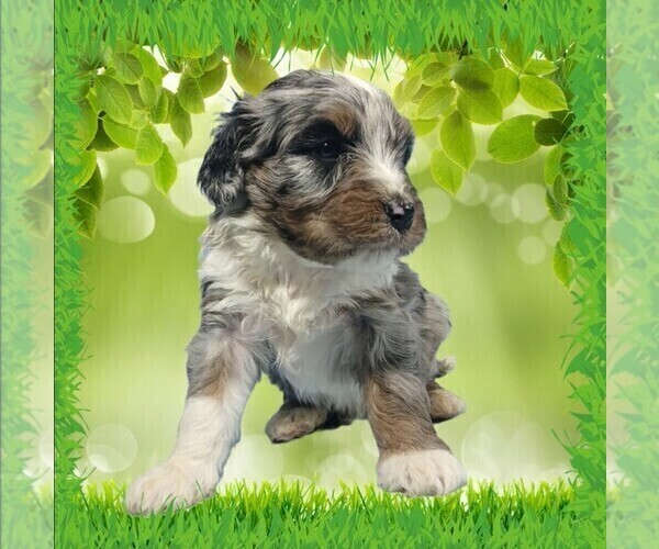 Medium Photo #14 Bernedoodle (Miniature) Puppy For Sale in BLACK FOREST, CO, USA