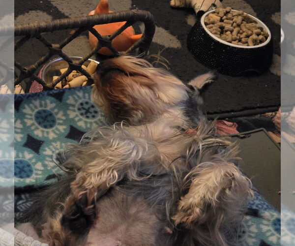 Medium Photo #3 - Mix Puppy For Sale in Lenoir, NC, USA