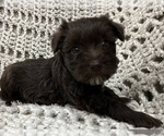 Small Photo #2 Schnauzer (Miniature) Puppy For Sale in KILLEEN, TX, USA