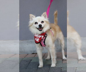 Buttercup - Female Chiranian Dog for Adoption - Photo #7