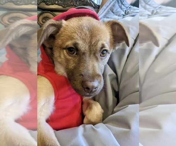 Medium Photo #8 Chiranian Puppy For Sale in Dana Point, CA, USA