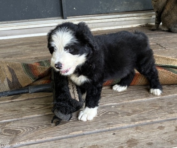 Medium Photo #5 Australian Shepherd-Old English Sheepdog Mix Puppy For Sale in BROKEN BOW, OK, USA