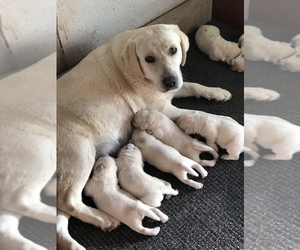 Mother of the Labrador Retriever puppies born on 02/14/2021