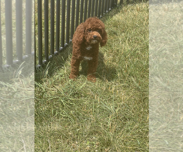 Medium Photo #6 Poodle (Miniature) Puppy For Sale in WARSAW, IN, USA
