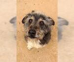 Small #2 Bearded Collie Mix