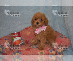 Poodle (Toy) Puppy for sale in SANGER, TX, USA