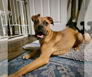 Boxer Dogs for adoption in Dumont, NJ, USA