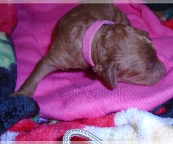 Medium Photo #13 Poodle (Standard) Puppy For Sale in CLATSKANIE, OR, USA
