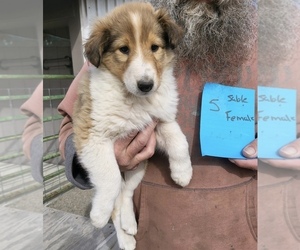 Collie Puppy for sale in SPRINGFIELD, OR, USA