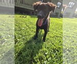 Small #1 Shepradors