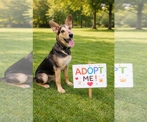 Mutt Dogs for adoption in Euless, TX, USA