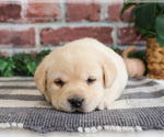 Small #2 Labrador Retriever