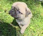 Small Photo #10 Pug Puppy For Sale in HILLSDALE, MI, USA