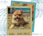 Image preview for Ad Listing. Nickname: Cleo