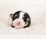 Small Photo #7 Australian Shepherd Puppy For Sale in NEW MADISON, OH, USA