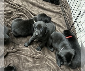 Labrador Retriever Puppy for sale in SIERRA VISTA, AZ, USA