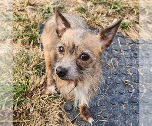 Princess - Female Chihuahua Dog for Adoption