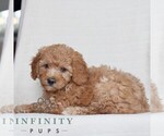 Small #2 Poodle (Miniature)