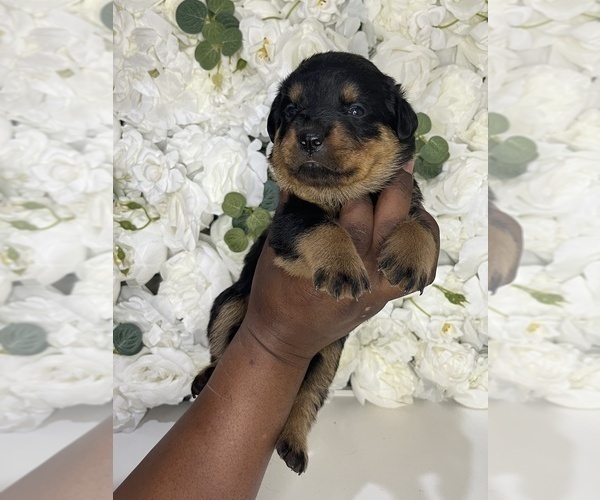 Medium Photo #16 Rottweiler Puppy For Sale in FORT WORTH, TX, USA