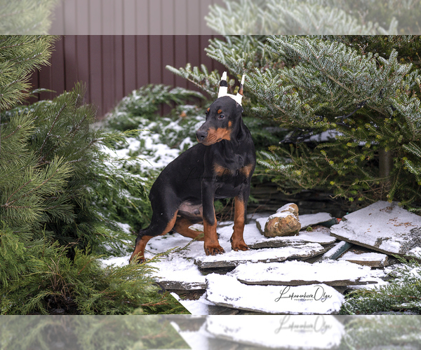 Medium Photo #12 Doberman Pinscher Puppy For Sale in Moscow, Moscow, Russia