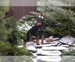 Small Photo #12 Doberman Pinscher Puppy For Sale in Moscow, Moscow, Russia