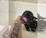 Small Photo #3 French Bulldog Puppy For Sale in Pacifica, CA, USA