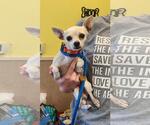 Small #1 Chihuahua Mix