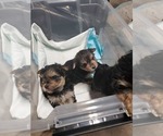 Small Photo #10 Yorkshire Terrier Puppy For Sale in BAYONNE, NJ, USA