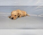Small Photo #28 Golden Retriever Puppy For Sale in BLACK FOREST, CO, USA