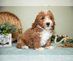Small Photo #20 Cavapoo Puppy For Sale in DUNDEE, OH, USA