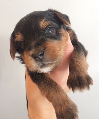 Yorkshire Terrier Puppy for sale in HASKELL, OK, USA