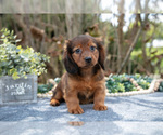 Puppy Mickey Dachshund